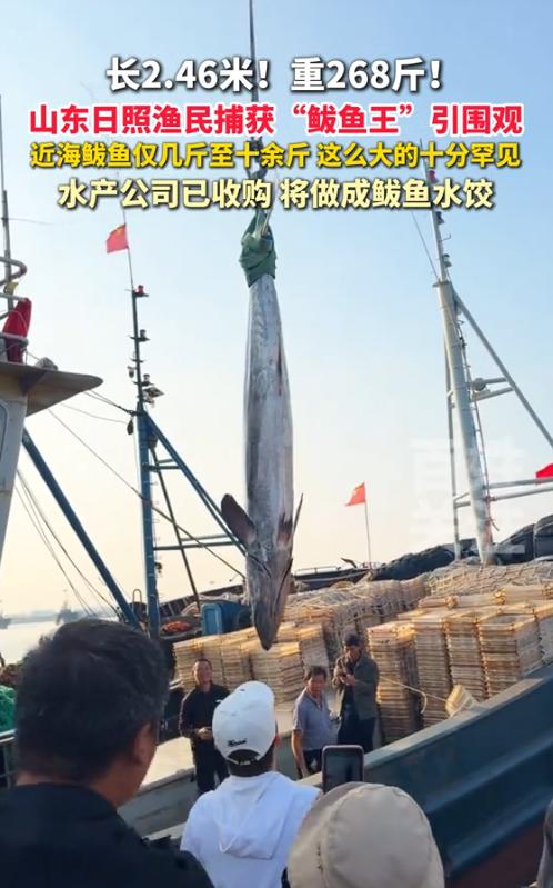“开眼了！”10月26日报道，山东日照，一渔民捕获到了一条鲅鱼，这条鲅鱼有268