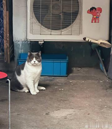 王源镜头里的小猫王源南京漫步随拍捕捉到可爱小猫，慵懒猫咪闯入镜头，为老城画面添上