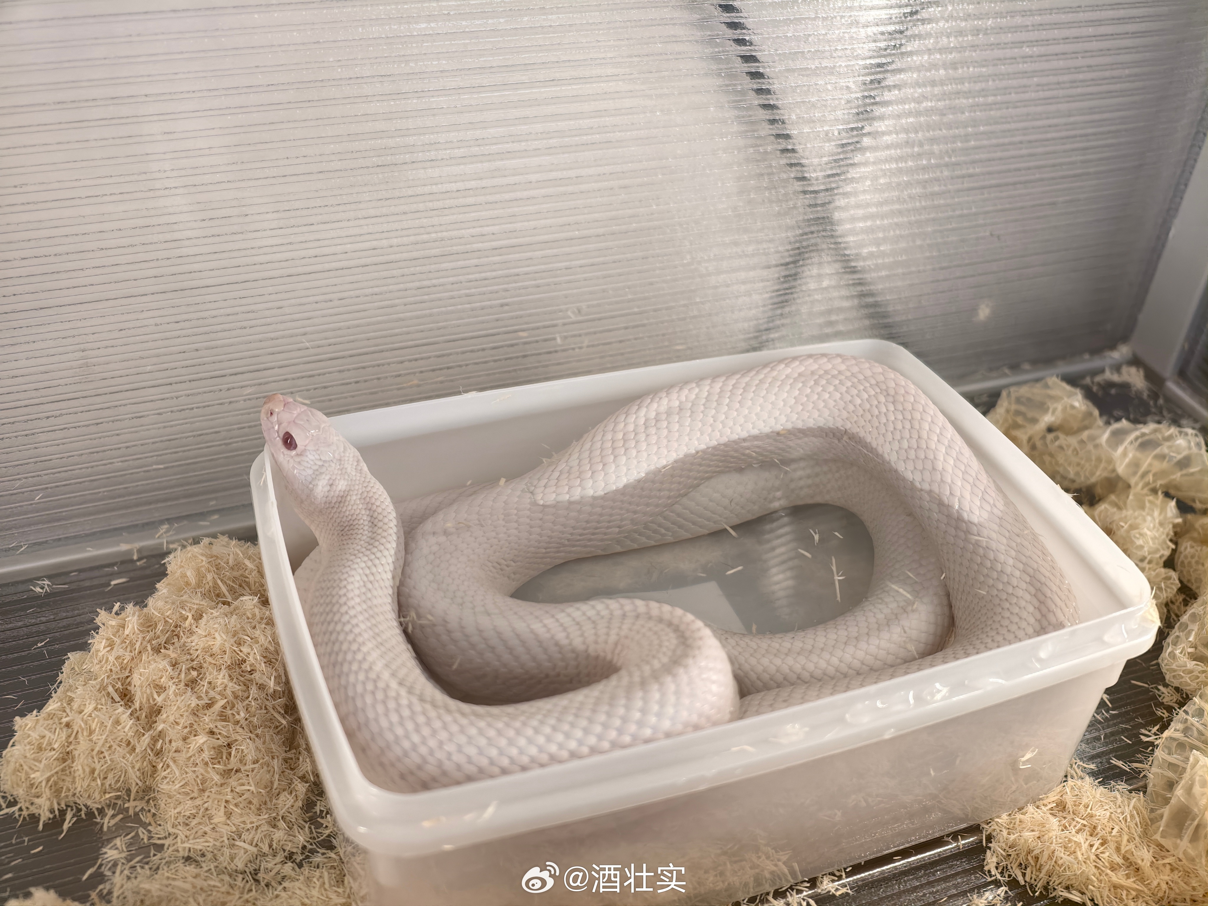 我真服了，月奴蒙眼期加蜕皮期大概半个月，我没碰它，今天蜕完皮去碰它，它又不认识我