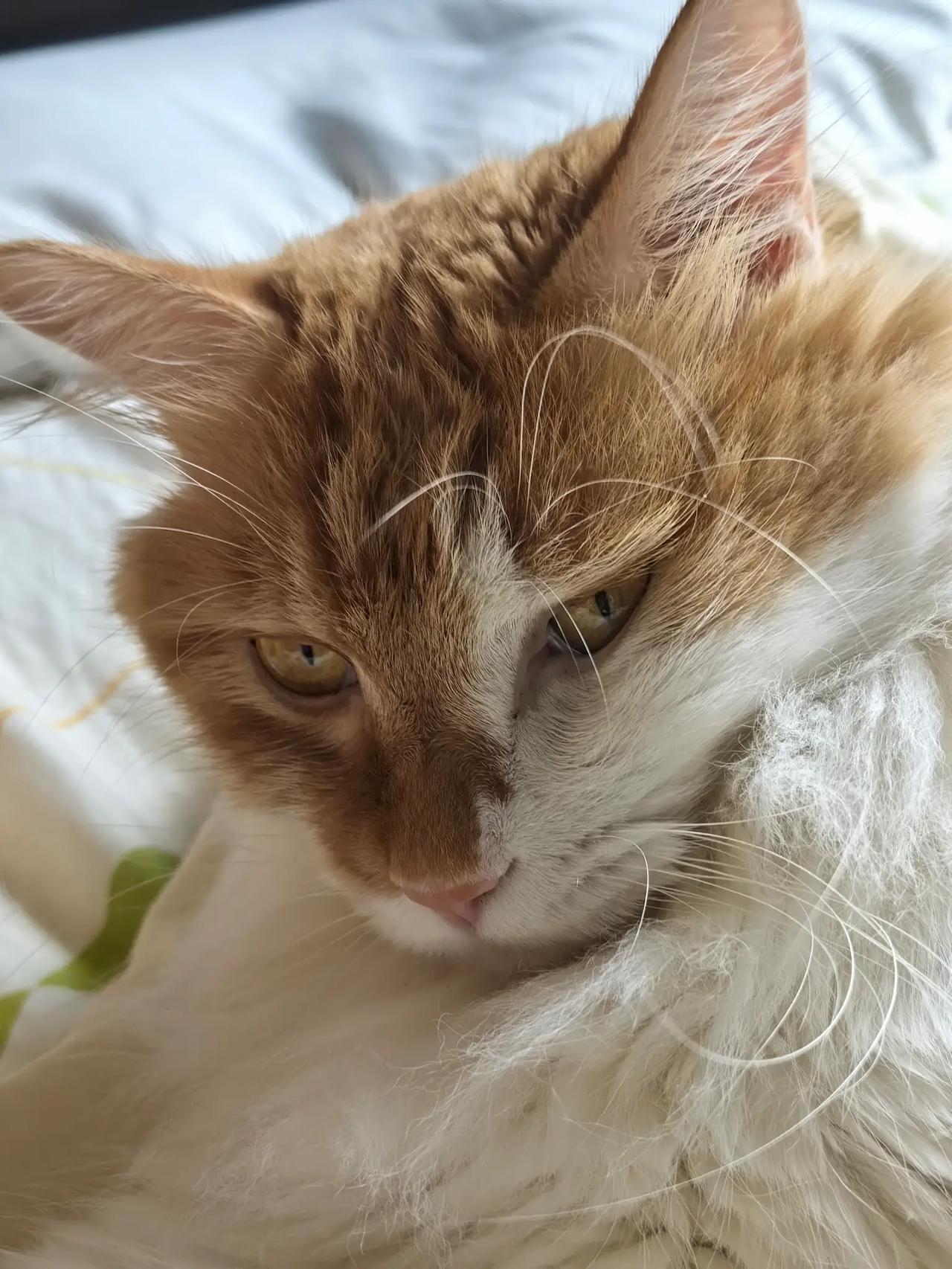 去了天堂的猫