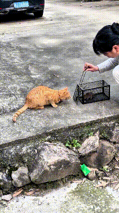 俺算是看透这大橘猫了！平时吃好喝好懒懒散散，一动不想动，跟个大爷样。
今儿个把逮