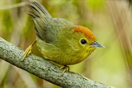有一种鸟叫红头穗鹛 听说当您和它四目相对对视三分钟，就会鸿运当头您信吗？
哇，这