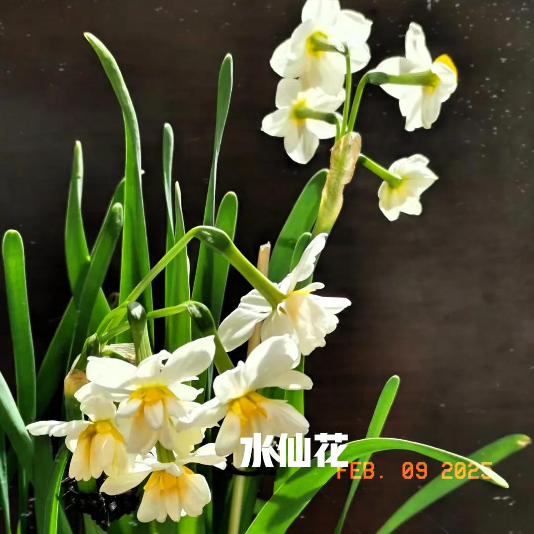 你对55岁有什么感悟呢?
当人生的旅程行至五十五岁，宛如步入了一片幽寂而深邃的森