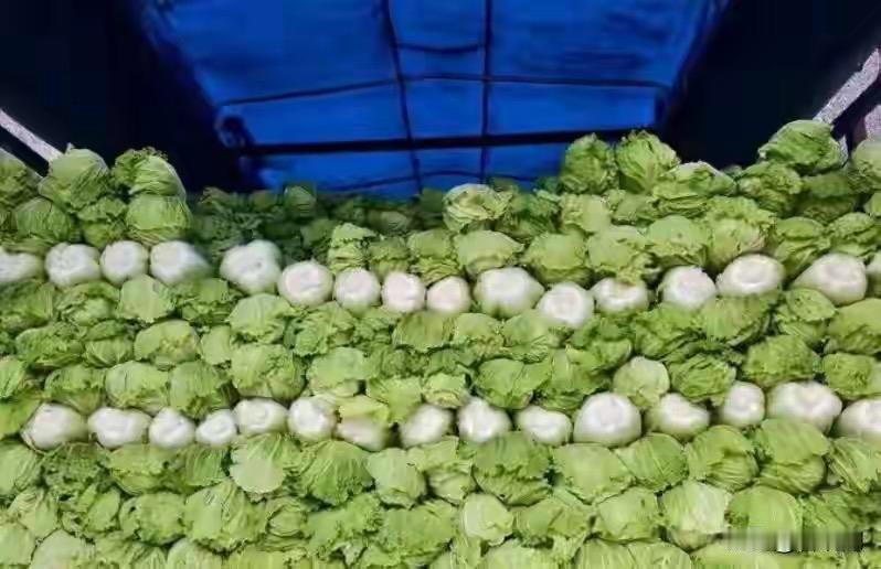 毒杨梅刚过，甲醛白菜又来：央媒罕见发飙，食品安全整治动真格了

杨梅上市的季节，