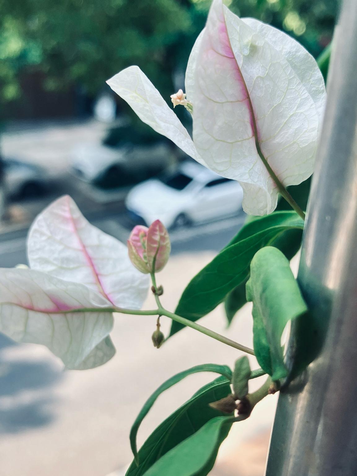 新开的三角梅 绿洲
