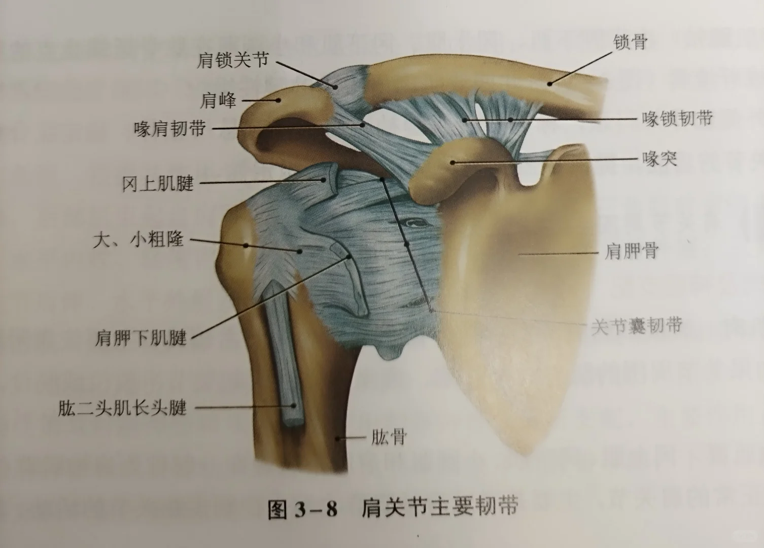 今日学习分享:锁骨位置