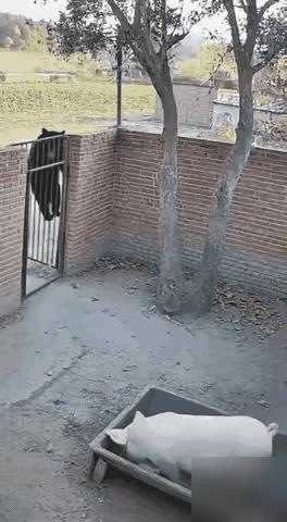 偷猪不成，自投罗网：一只狗熊饿极了，偷偷翻进猪圈，打算将眼前这只白白胖胖的家猪做