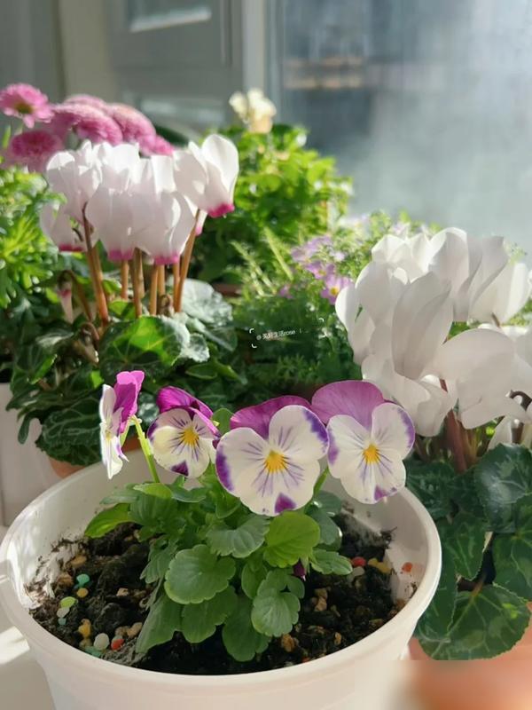 天越冷越要“惯”着的7种花！我家君子兰刚冒花箭，邻居追着问秘诀！

最近好多花友