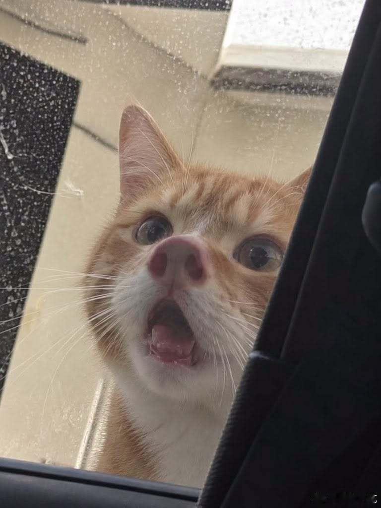 猪猫[猪头] ​​​