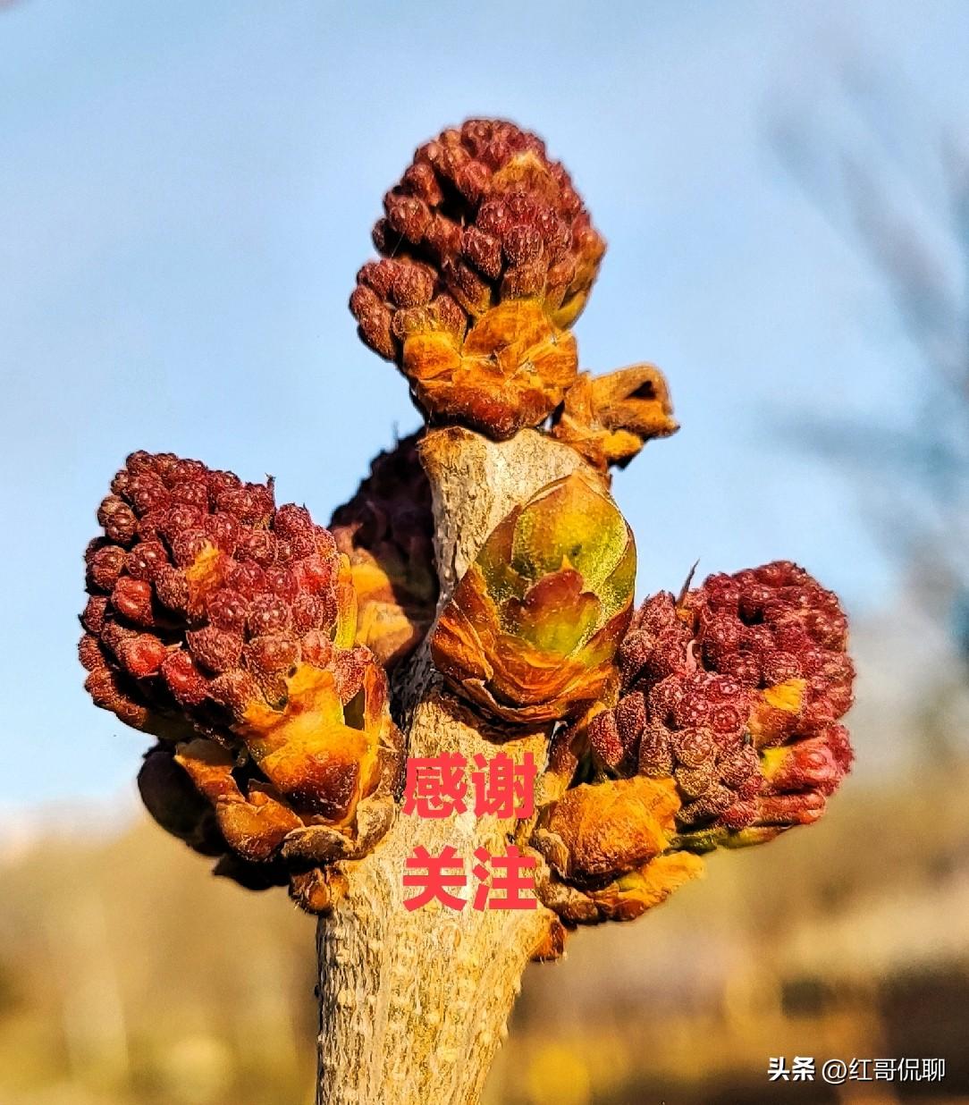 本科的“本”是什么意思
 
核心：根本、基础、主体
 
一、字源本义
 
“本”