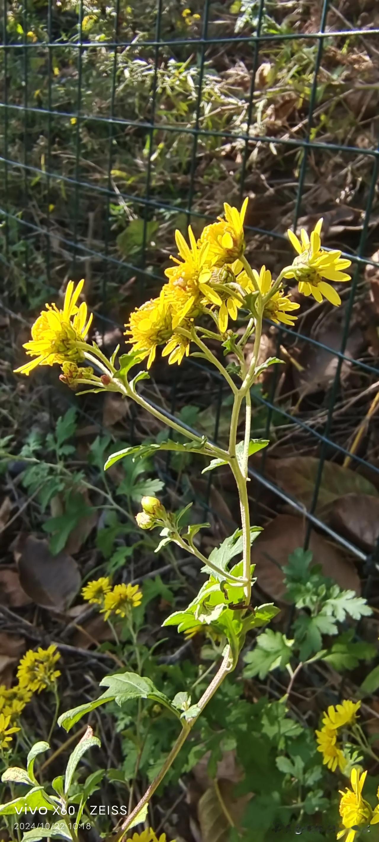 #分享你相册里面的小黄花#