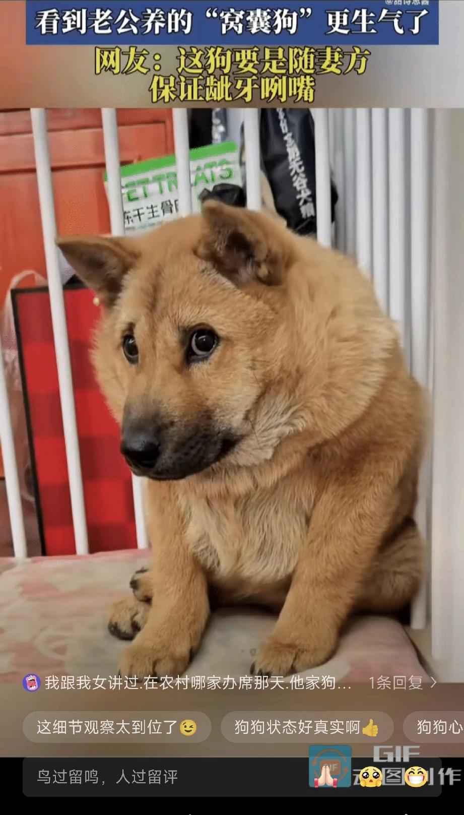 女子跟老公吵架后，看到老公养的狗狗，正夹着尾巴蹲在角落里，怯怯地望着自己。

女