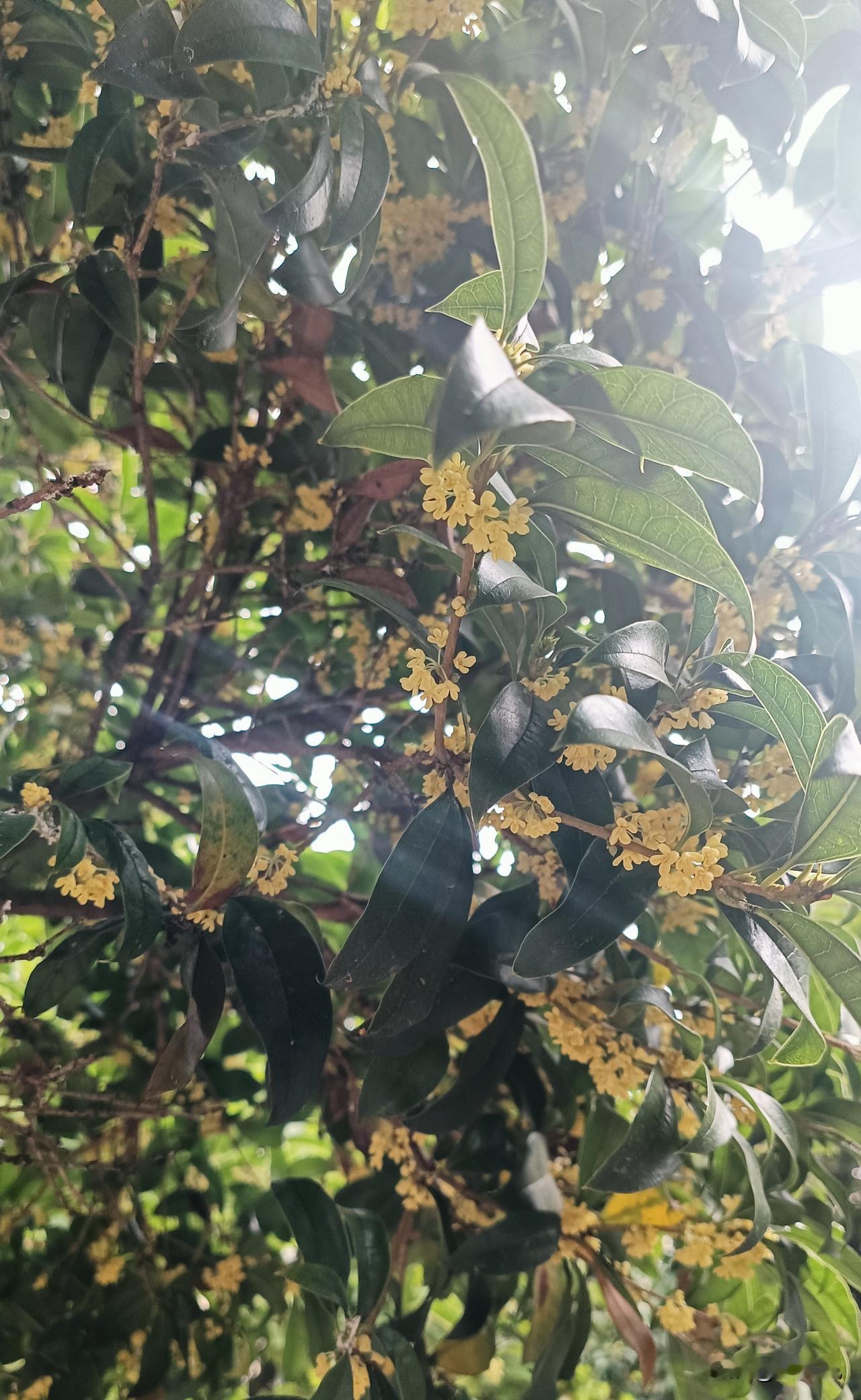 满院桂花飘香的季节，人都快香迷糊了，甚至香到想抹一把下来放进嘴里的冲动，真想把这
