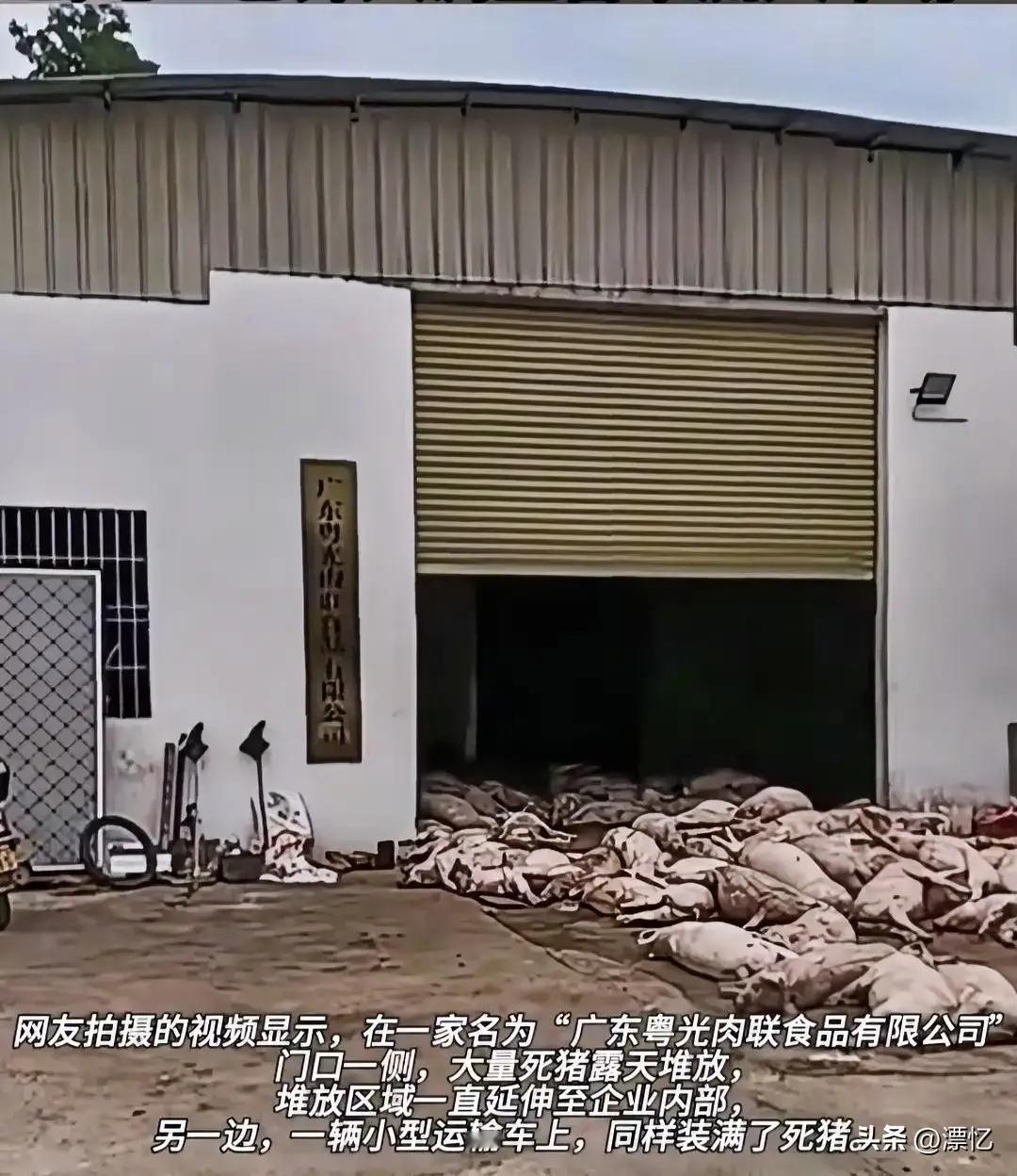 广东罗定一肉联食品企业涉嫌非法处置死猪：7名嫌疑人被公安机关控制。
近日，广东罗