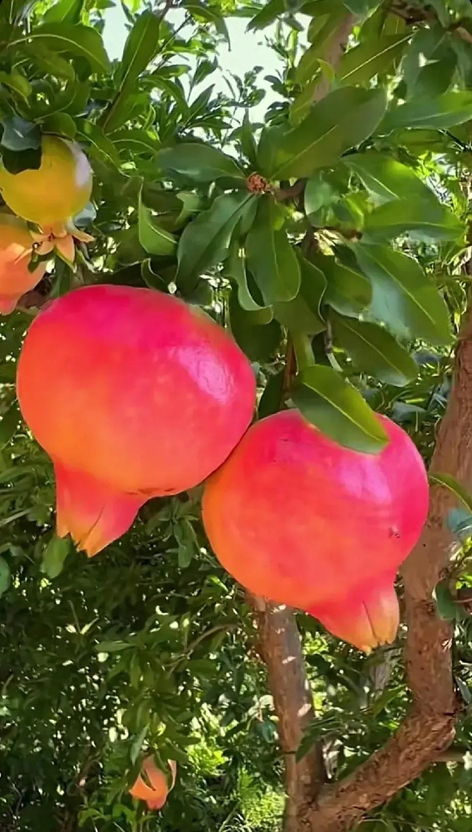 秋天来啦！果园里的果子们都在说：“来抱抱我吧～”🍓#秋天的果实分享# #丰收的