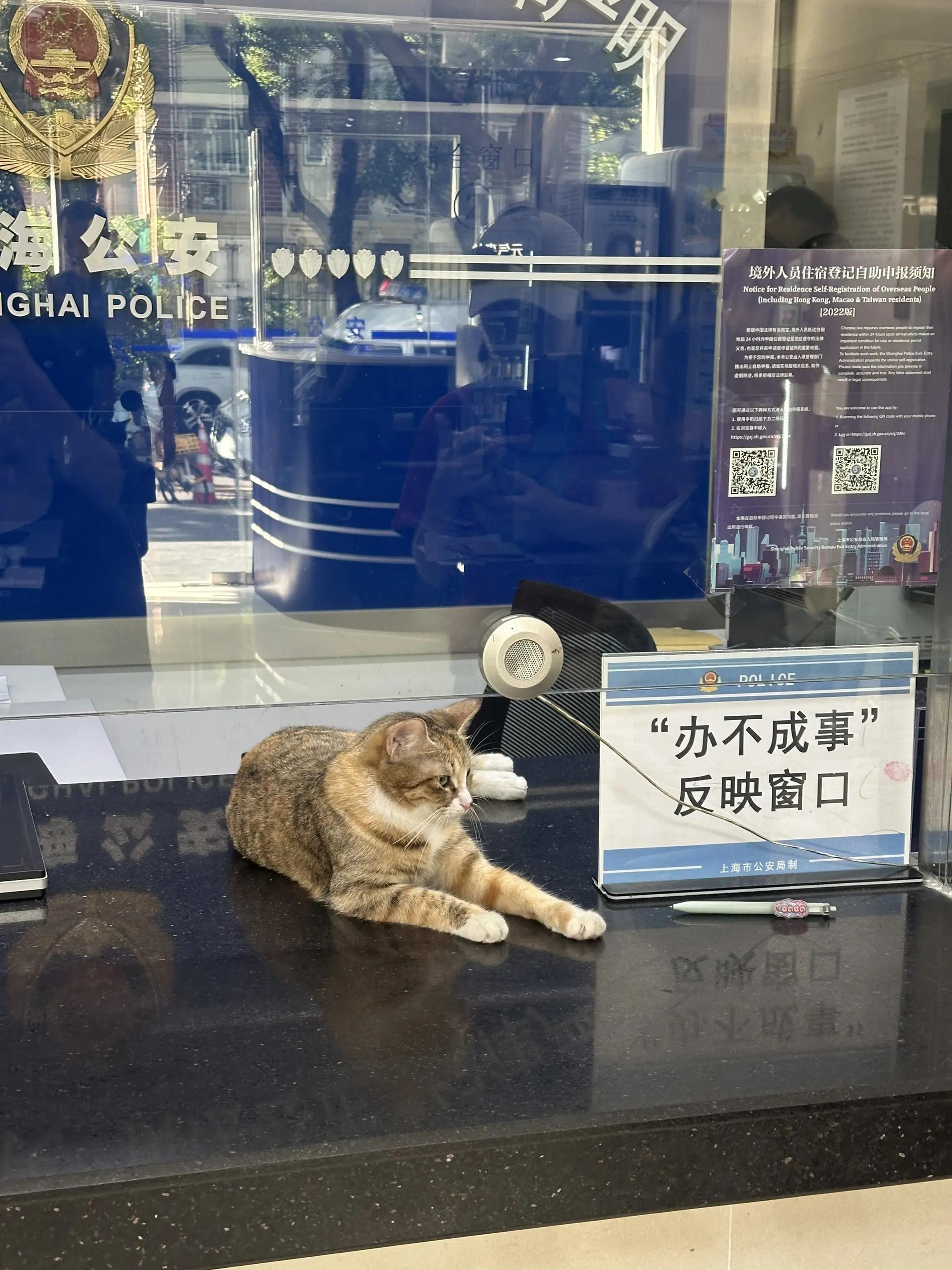 咪咪大王为你主持公道！ ​​​