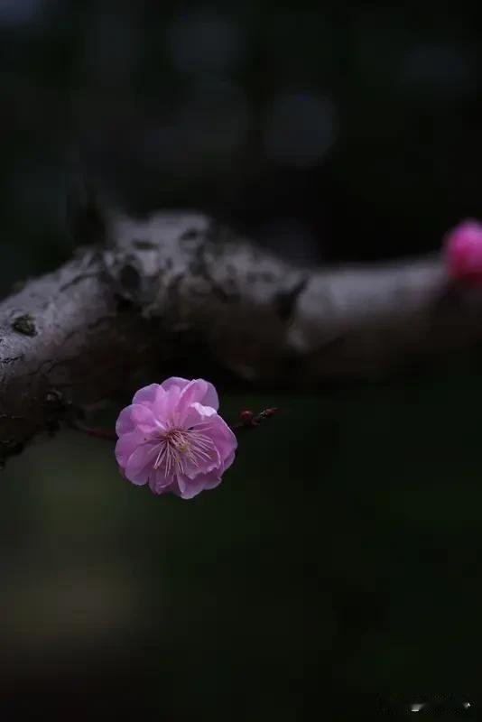“雪恋梅花梅恋雪，风缠柳线柳缠风”，这对联简直绝了！雪与梅，风与柳，两两相依，相