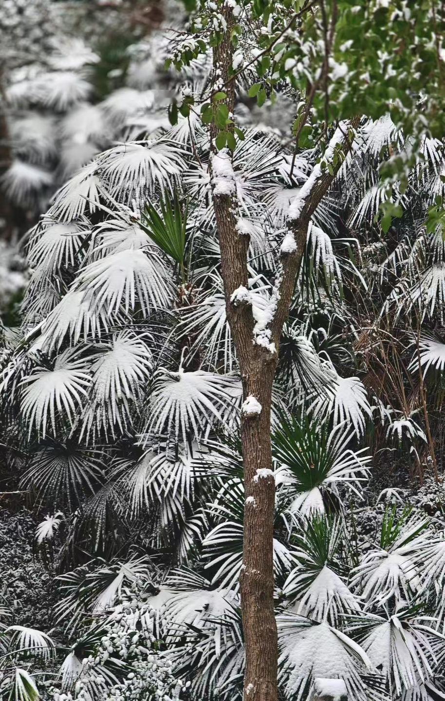 雪给蒲扇似的叶镶了银边，树干把寒枝举成笔，在冬日的宣纸上，拓下一片素白的蓬松诗行