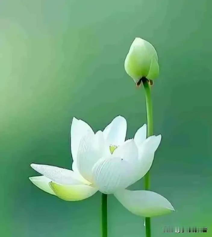 《 逍遥自然行 》

晴耕雨读书，智趣满庭芳。
世事如浮云，卷舒任风扬。

勿怨