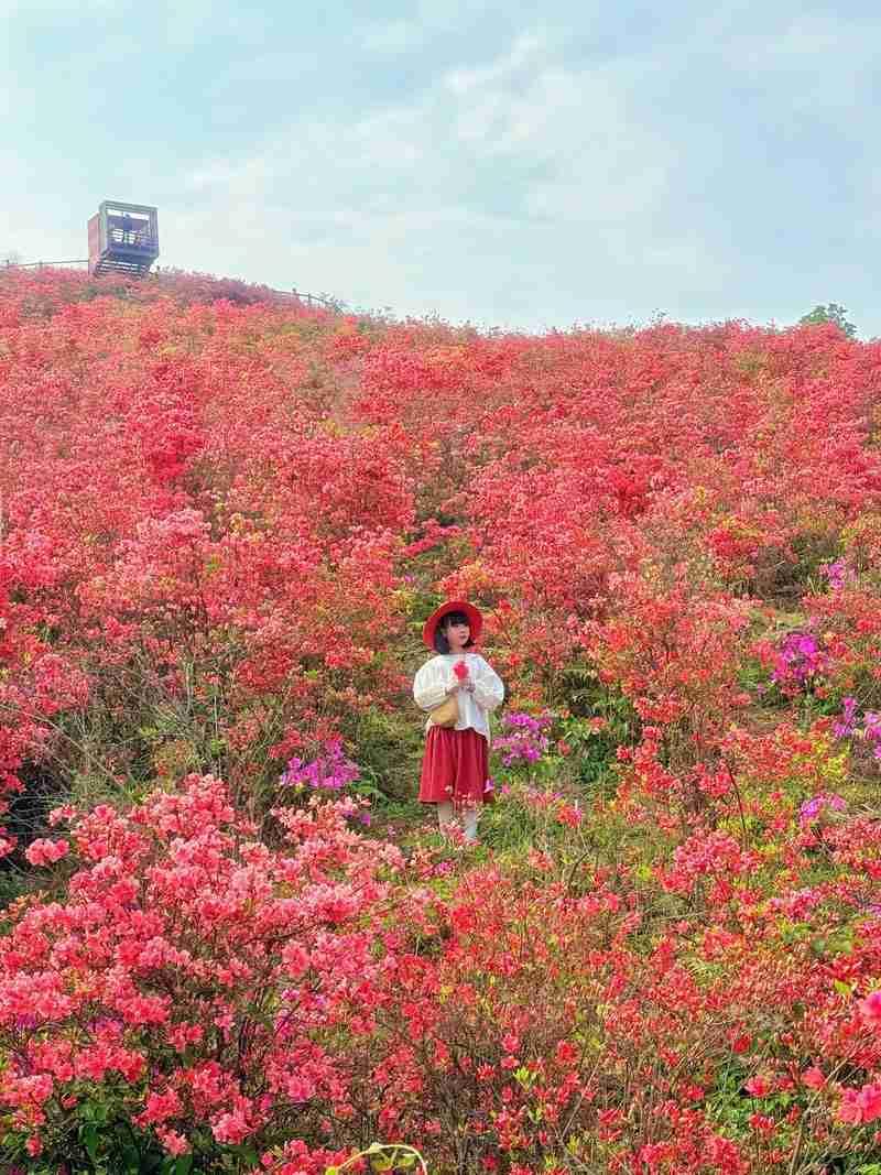 我的今日状态：🐯虎虎生威
我这里的天气：☀️晴天
我向自己许下人生诺言：不困于