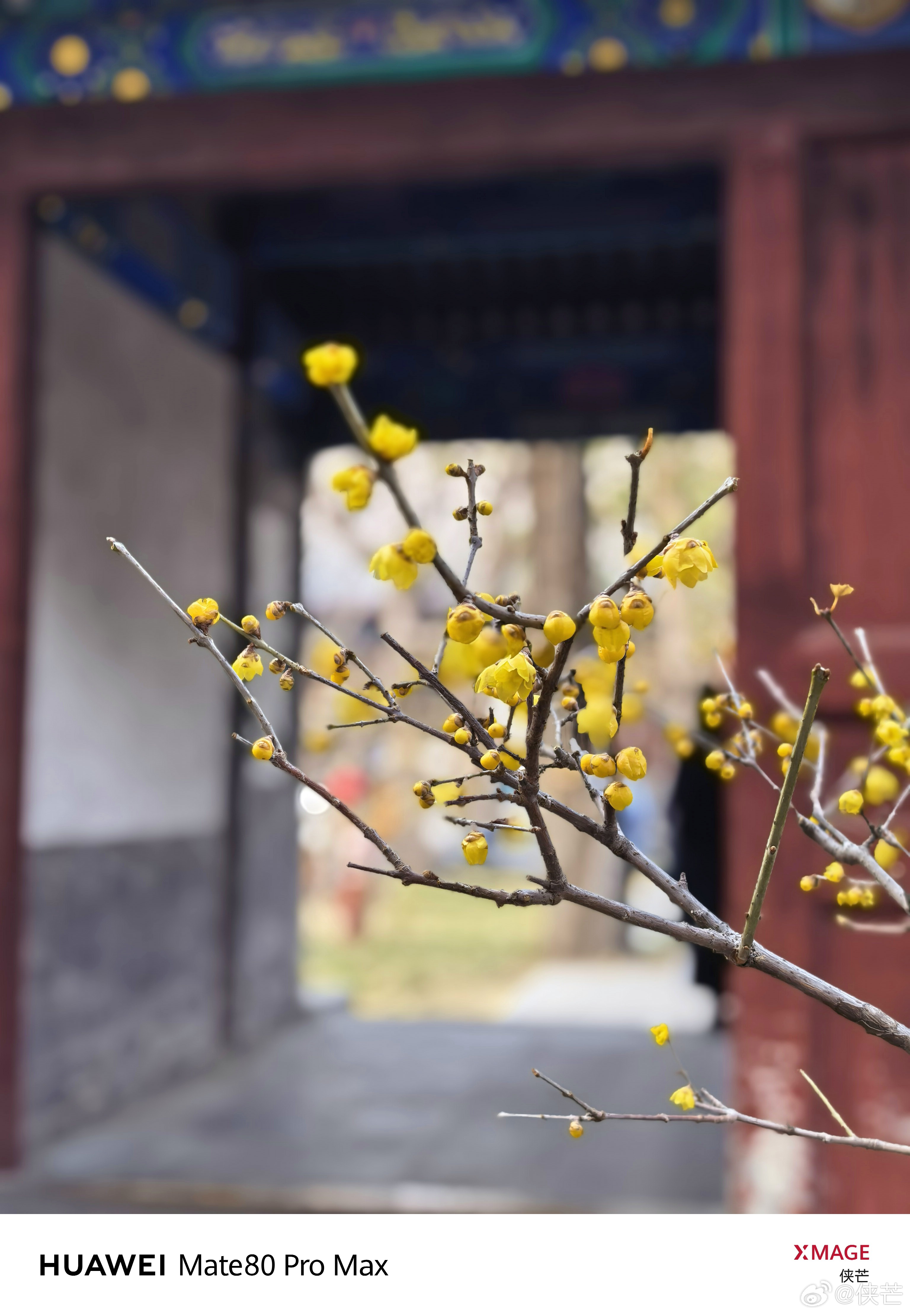 梅开有福        卧福寺赏梅，闻香祈福。愿新岁平安顺遂，万事皆“梅”烦恼。