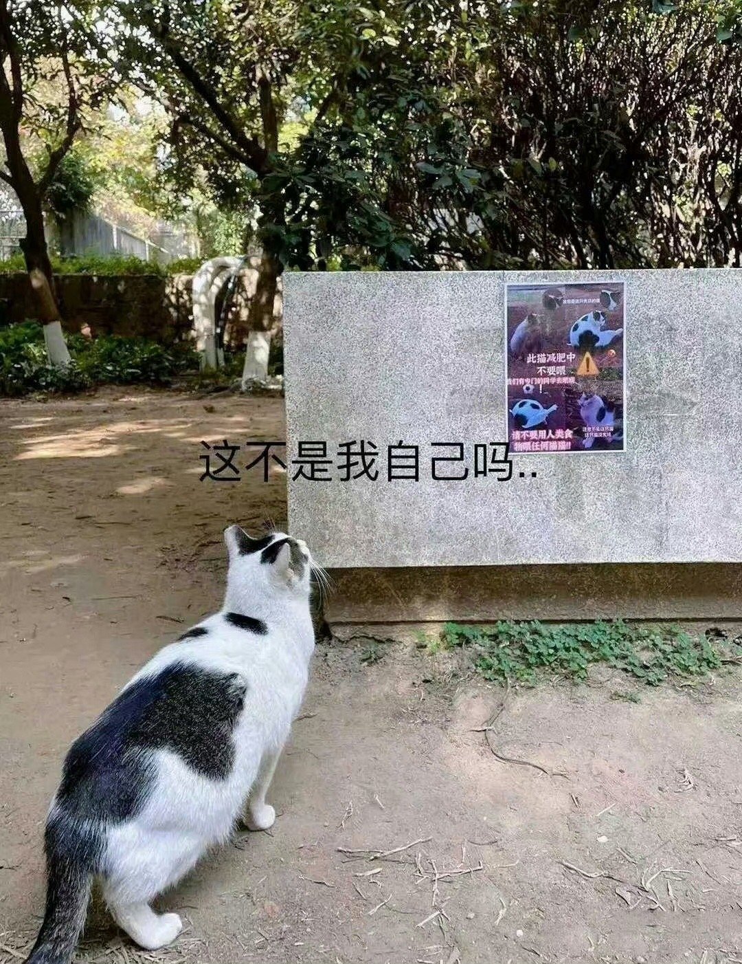 猫咪:没想到吃瓜吃到自己身上。 ​​​