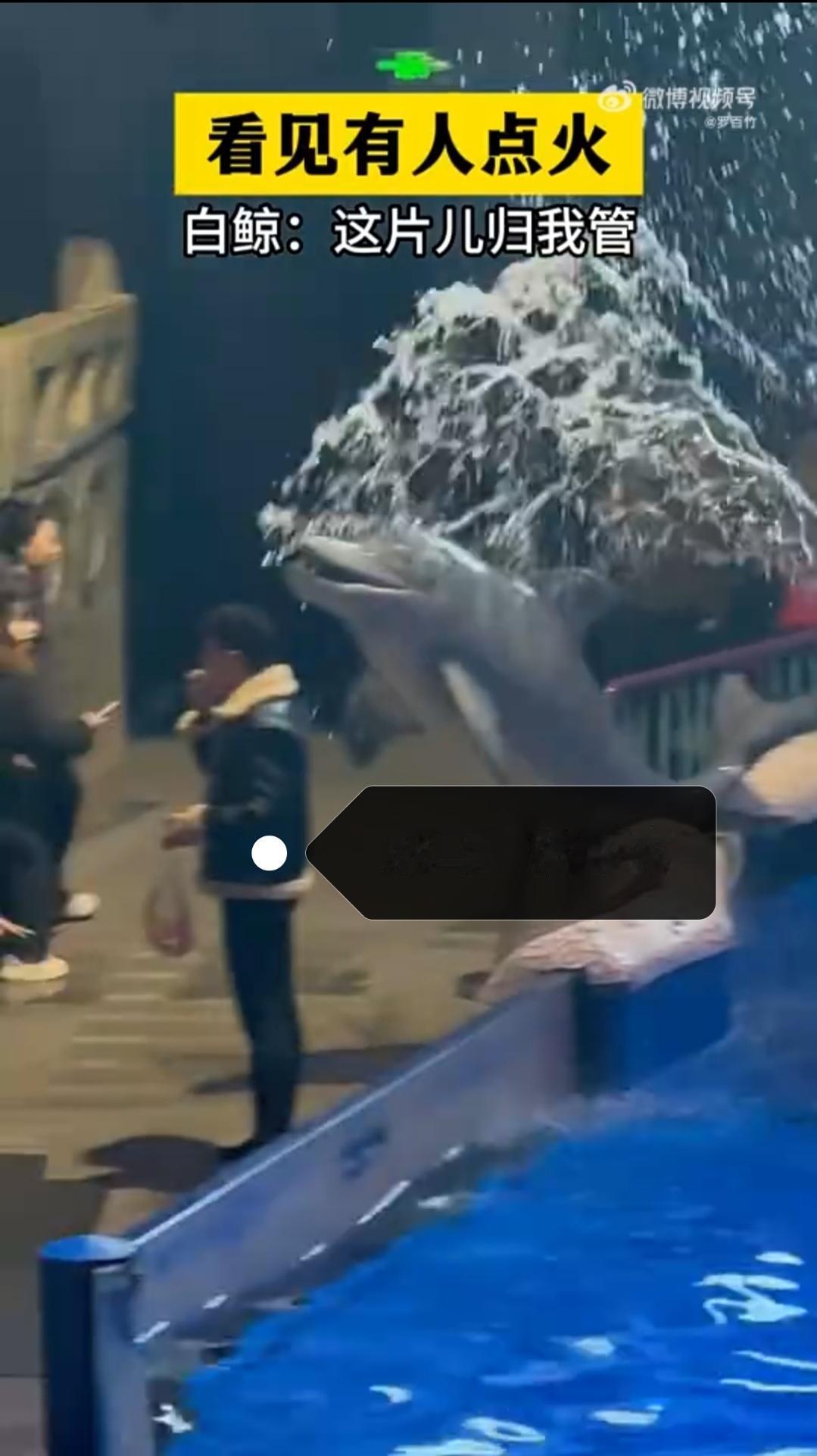 今天刷到个超有意思的事儿，海洋馆里游客点烟，被白鲸当场喷水制裁，场面又解气又好笑