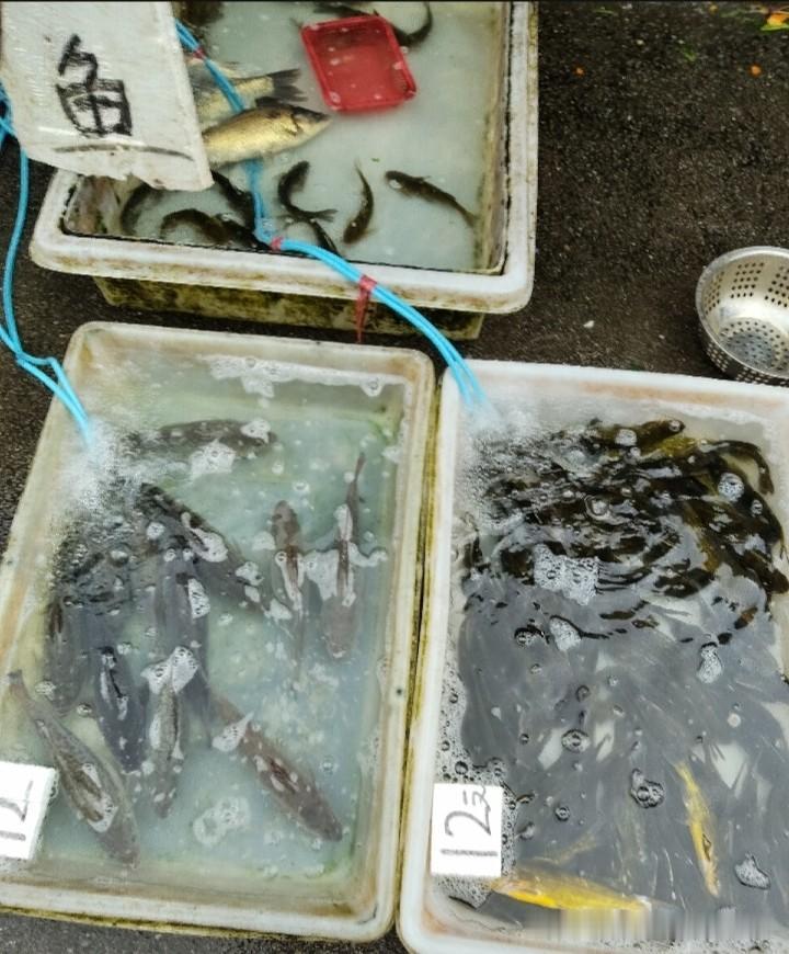 我真是服老公了！正宗野生河边鱼就这样被霍霍了，5月20日我们在老家，他在朋友圈看