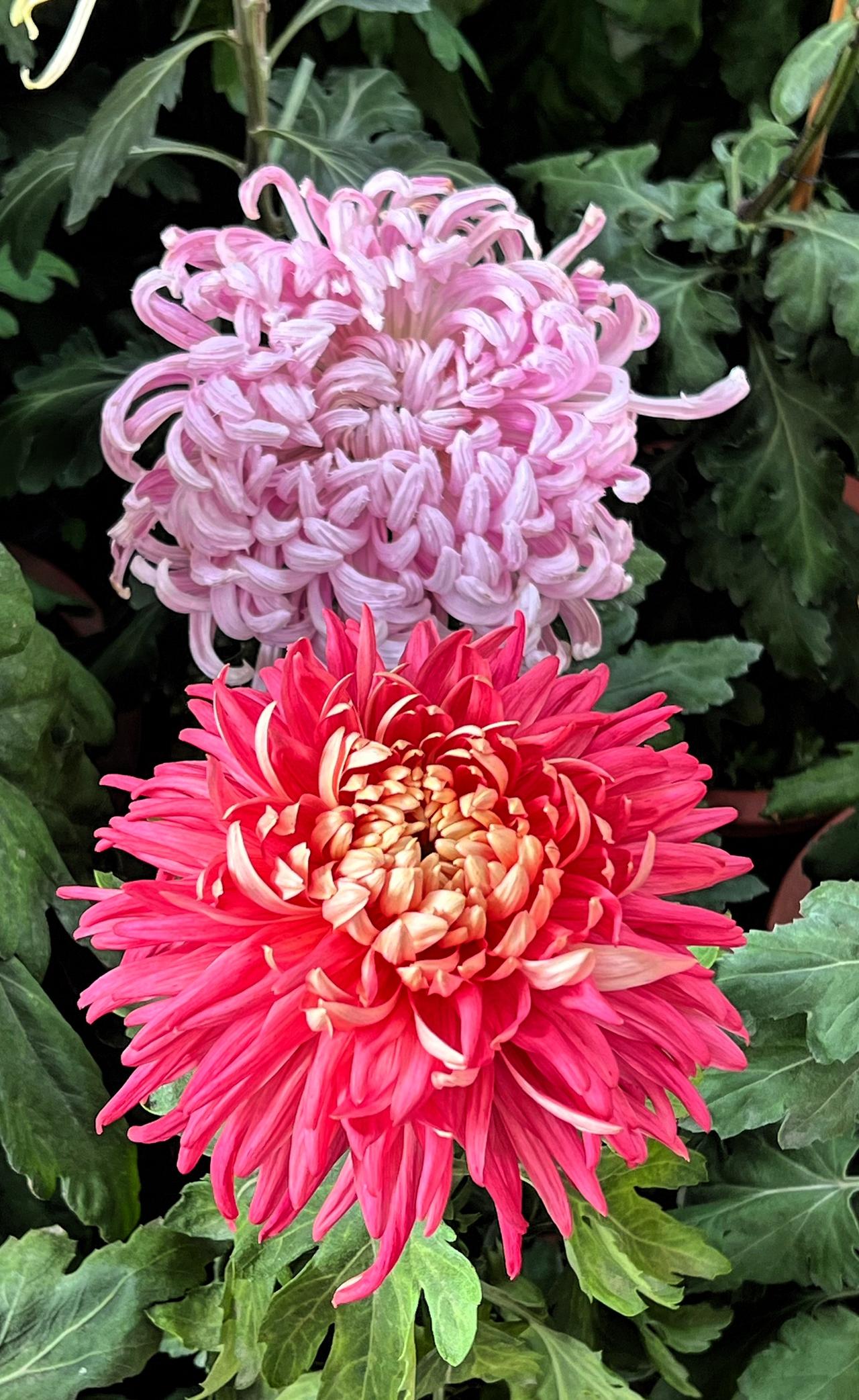 分享漂亮的菊花