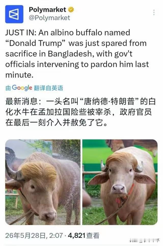 只因为头顶有一撮黄毛，被认为长得有总统样，最终被留了一条牛命。
该牛，乃孟加拉牛