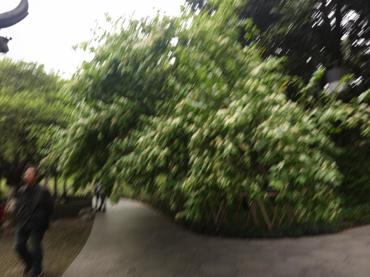 杭州的春天美的不可描述，各种鲜花如约而至，而近日木香王又迎来了新的花季。

因为