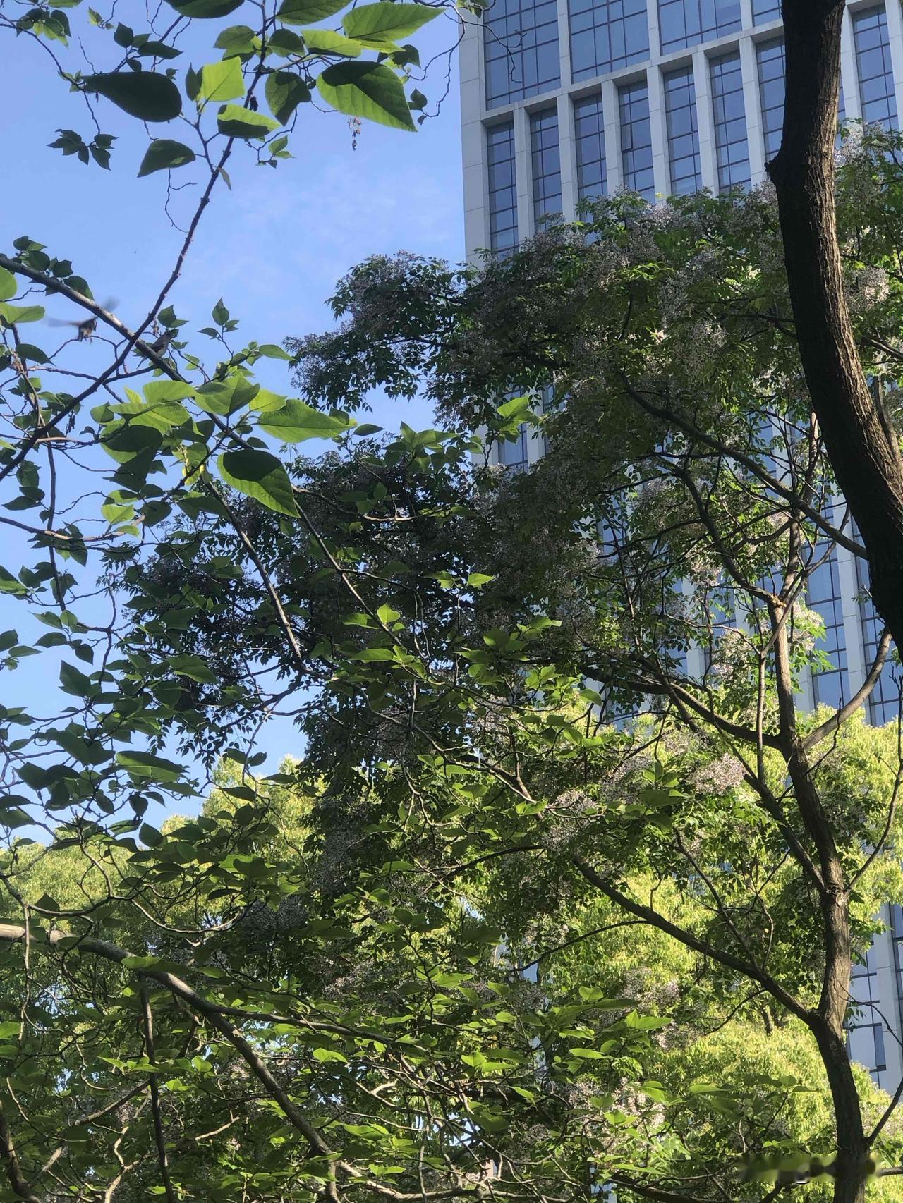 晒晒我的摄影作品这是早晨跑步拍的苦楝树的花，它是暮春时节的标志性植物，细碎的淡紫