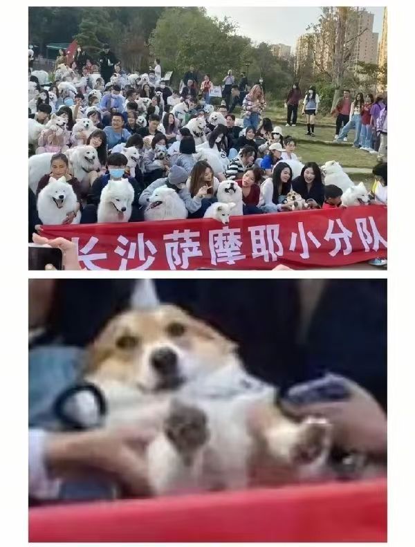 车若初见 萨摩耶小分队这是混进了什么品种？贱兮兮的
