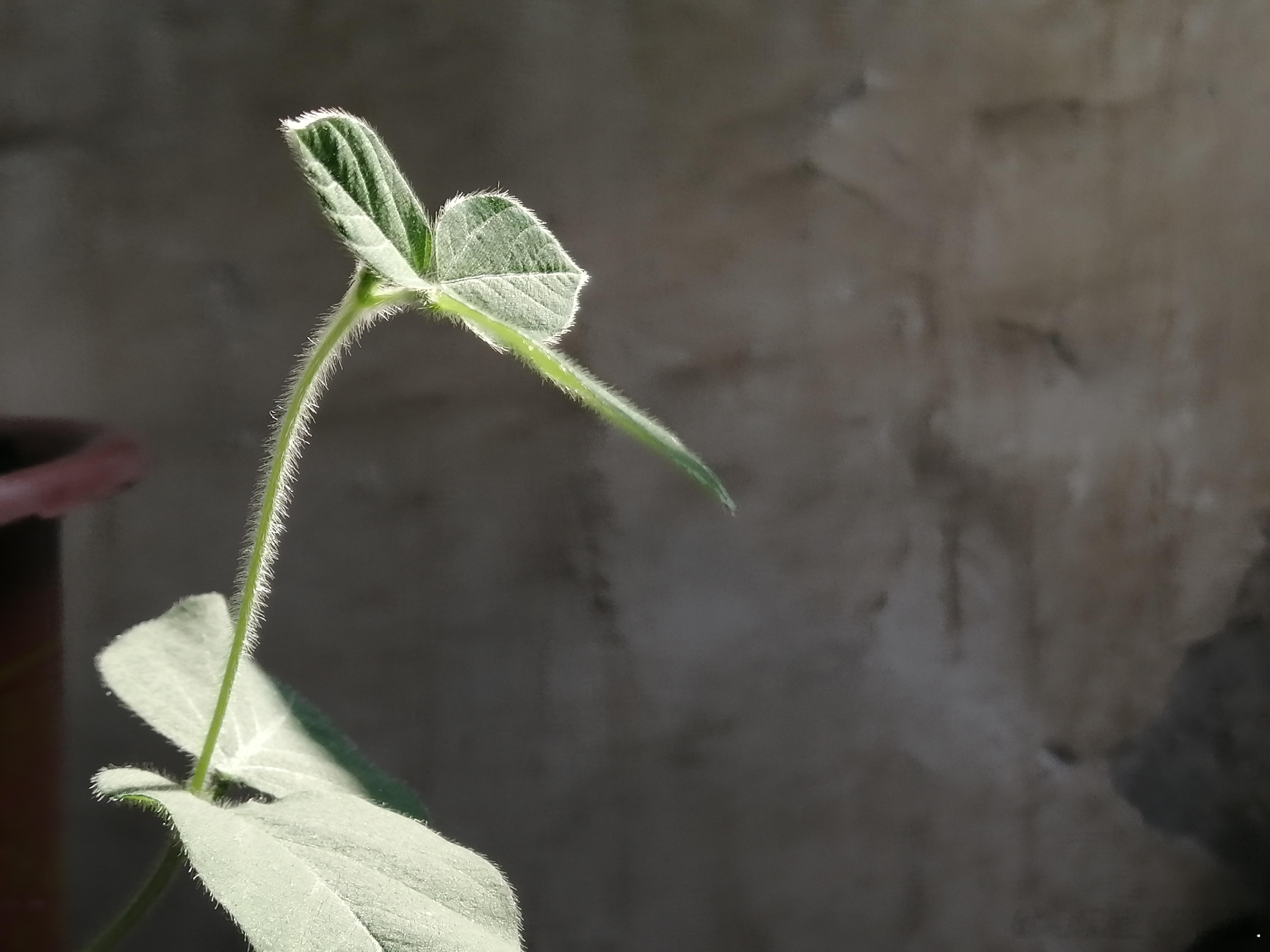 生活手记植物 一颗浸泡过的黄豆，只随意放在花盆里，竟然长的这么好看，生命如此神奇