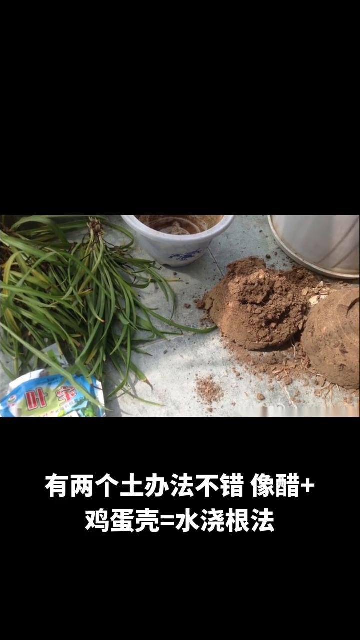 韭菜要高产长得快，管理很关键。
·首先施肥不能错。很多人以为韭菜发黄是缺水，其实