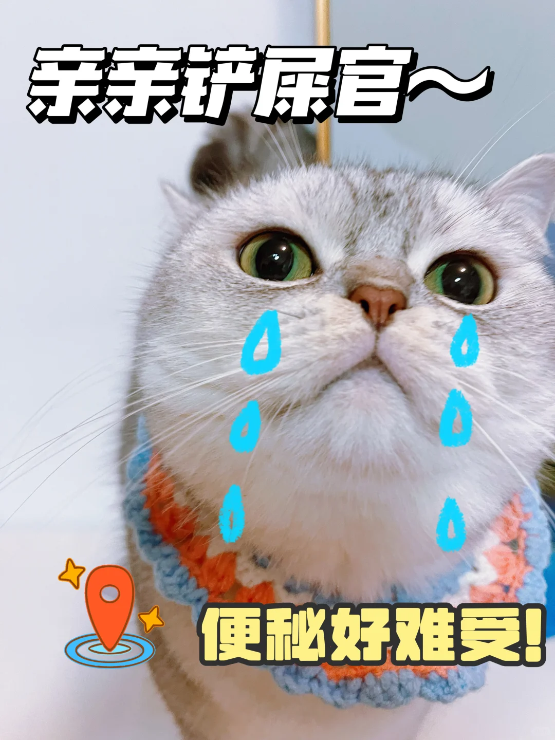 非玄学！猫咪便秘的灵丹妙药！！