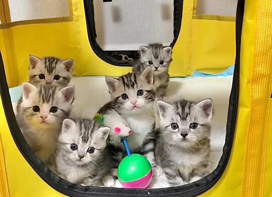 🇭🇰HK一窩美短BB💛搵家長