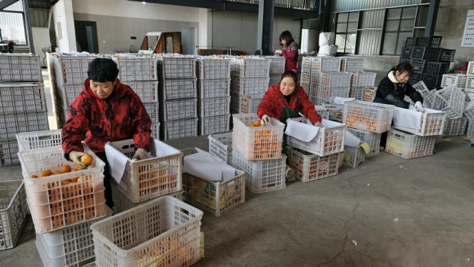 台州三门农二代返乡酿出共富路 返乡接棒不止传承，更有创新！三门农二代用直播当新农