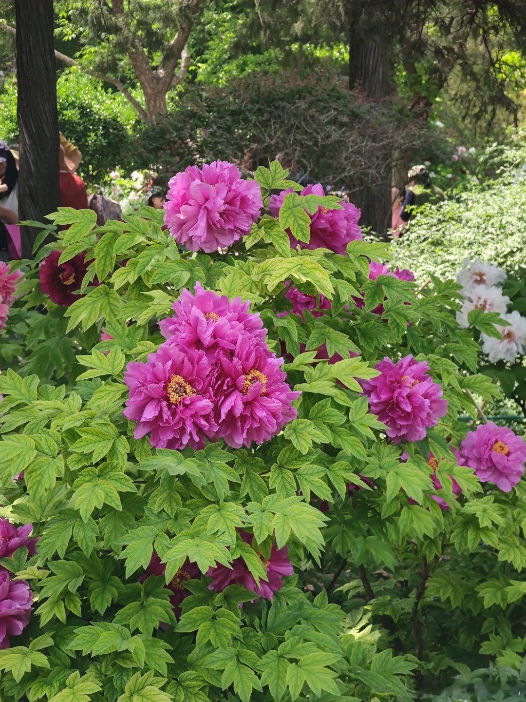 景山公园牡丹文化节摄影 