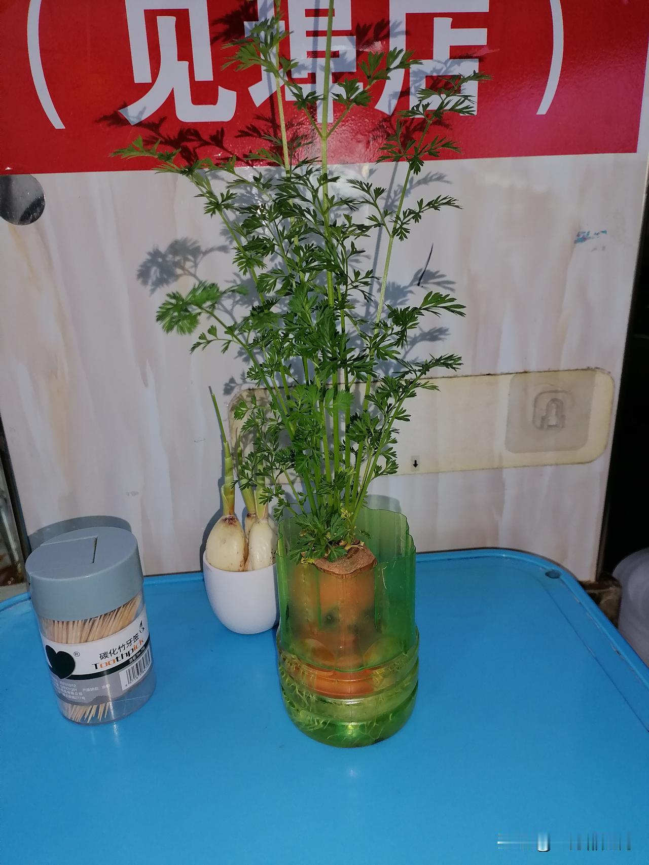 这店的老板真是天才
用胡萝卜做绿植
又美观又节约