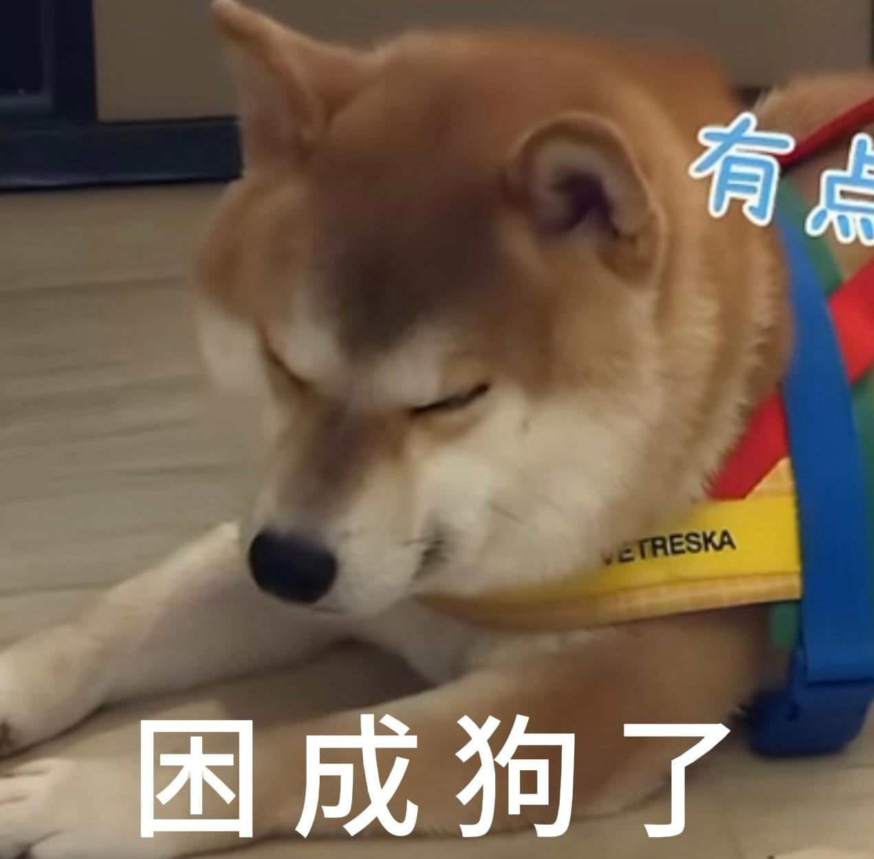 每天都这样[睡] ​​​