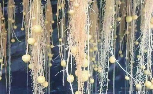 甘肃小土豆都开始“按粒卖”了！这颗“金豆豆”的逆袭太给农业长脸

谁能想到以前按