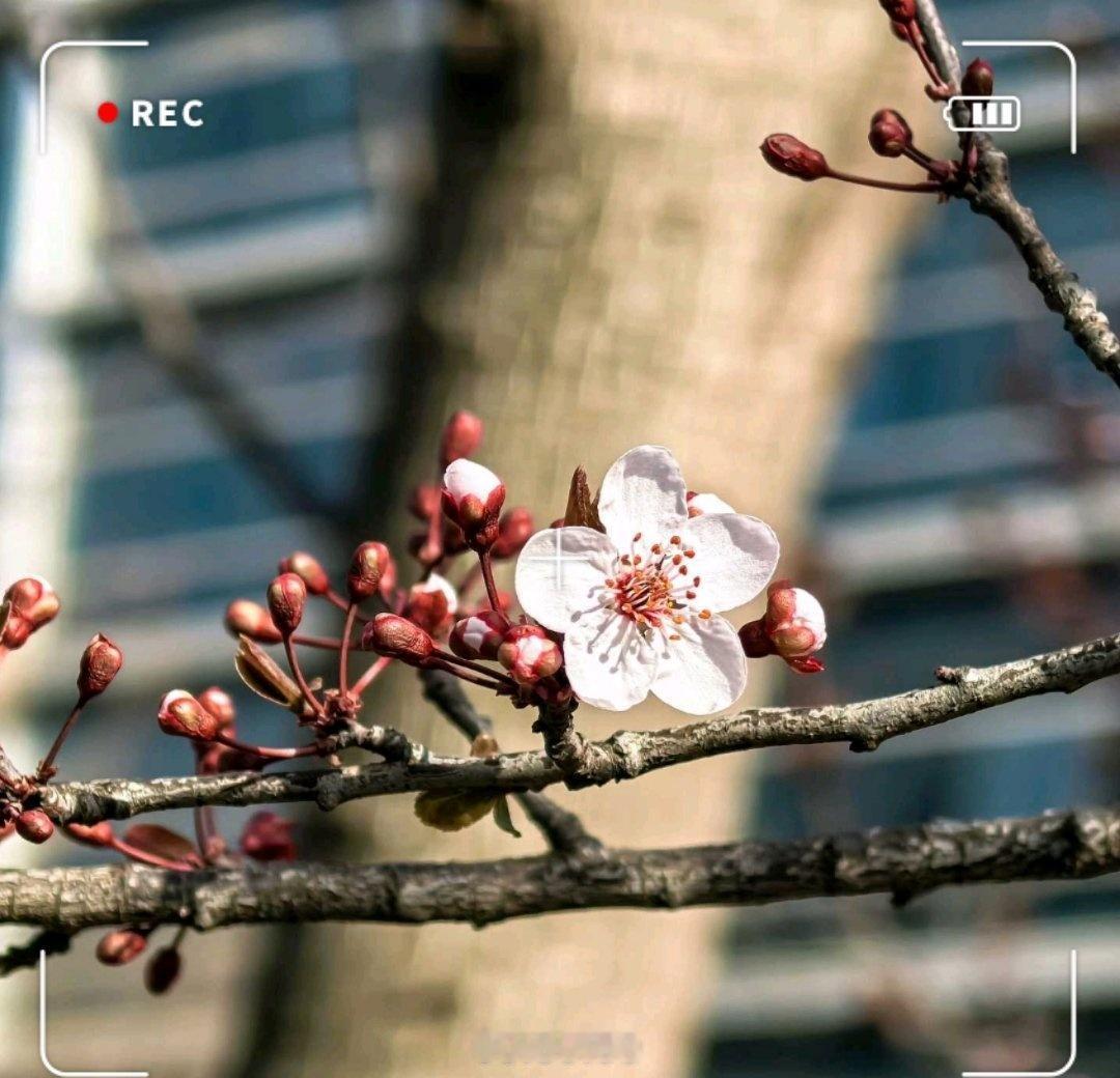 春日，玉兰花开满枝头，与红墙碧瓦相映成趣；夏日，梧桐绿荫如盖，洒下满地清凉。
秋