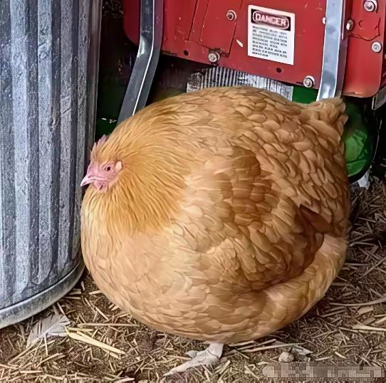 美术课上，老师布置了一个作业：画一只鸡。

小女孩认认真真画完了。

交上去，老