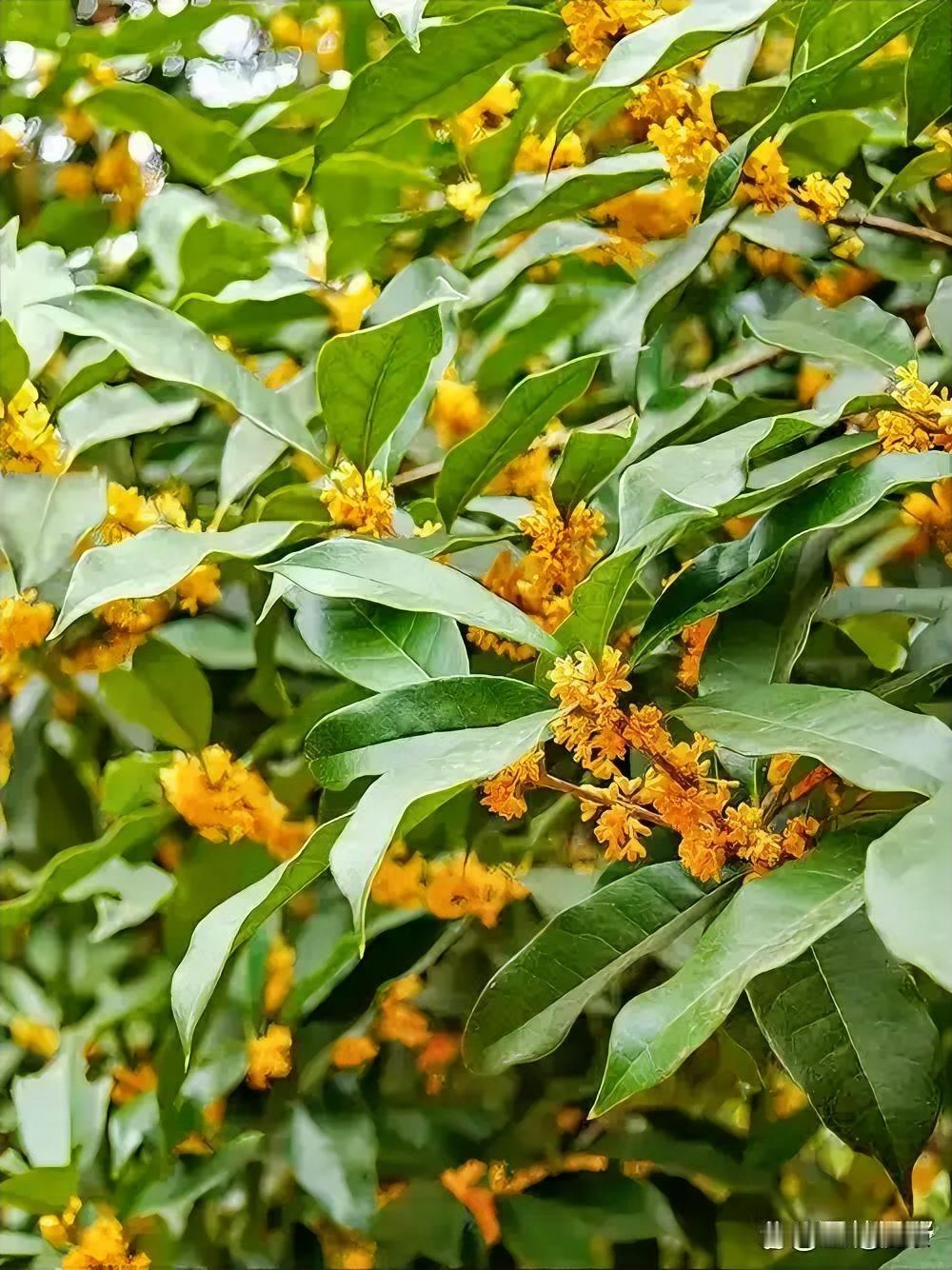 重阳节一个不知不觉到来的话题，从前的这天以单位的名义召集退休老人欢集一堂，把酒言