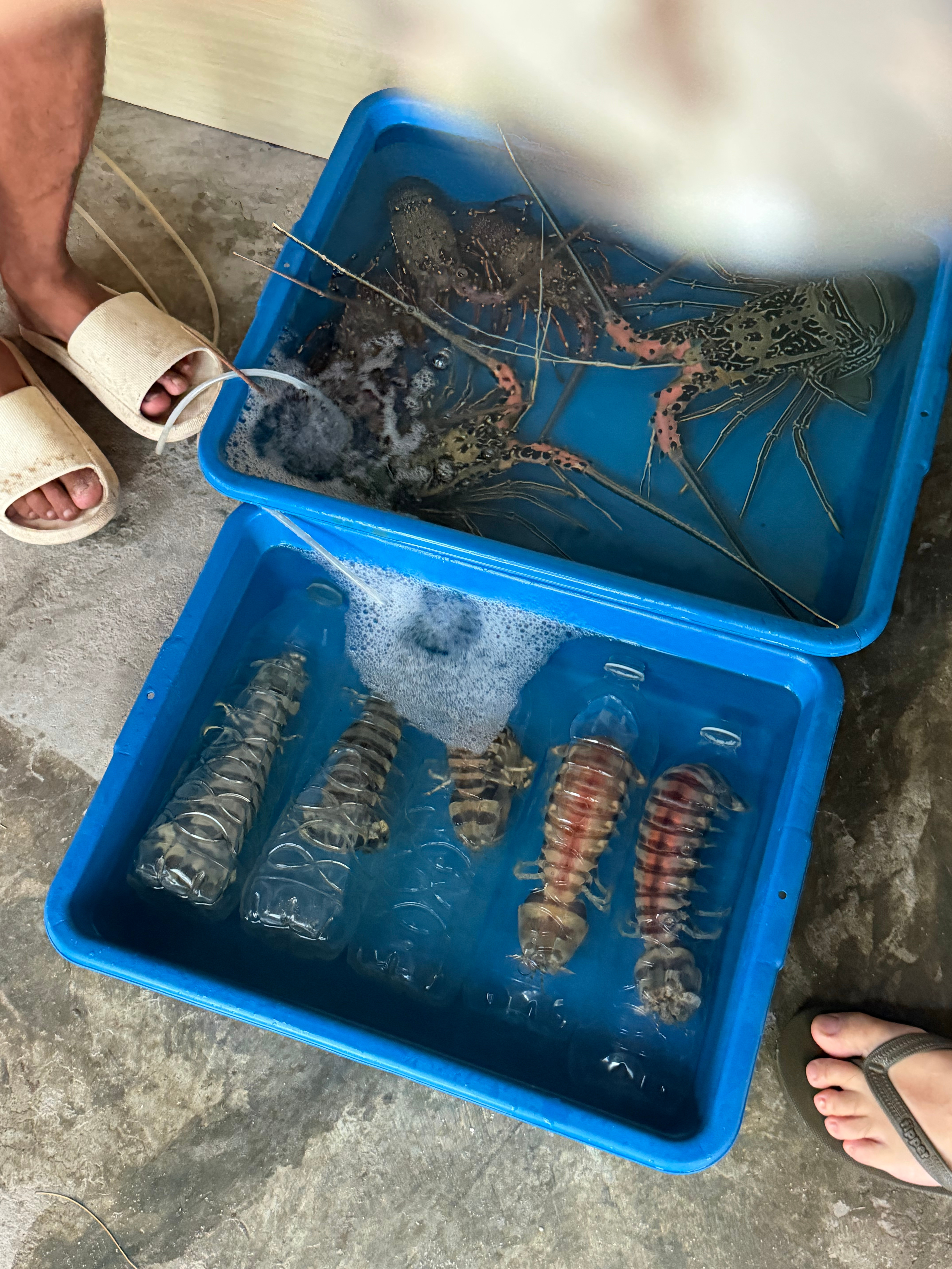 [哈哈]好大的皮皮虾 ​​​