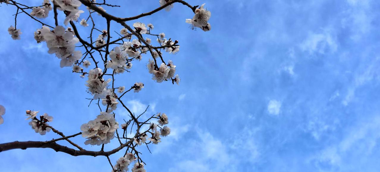 细雨繁花夏日欢