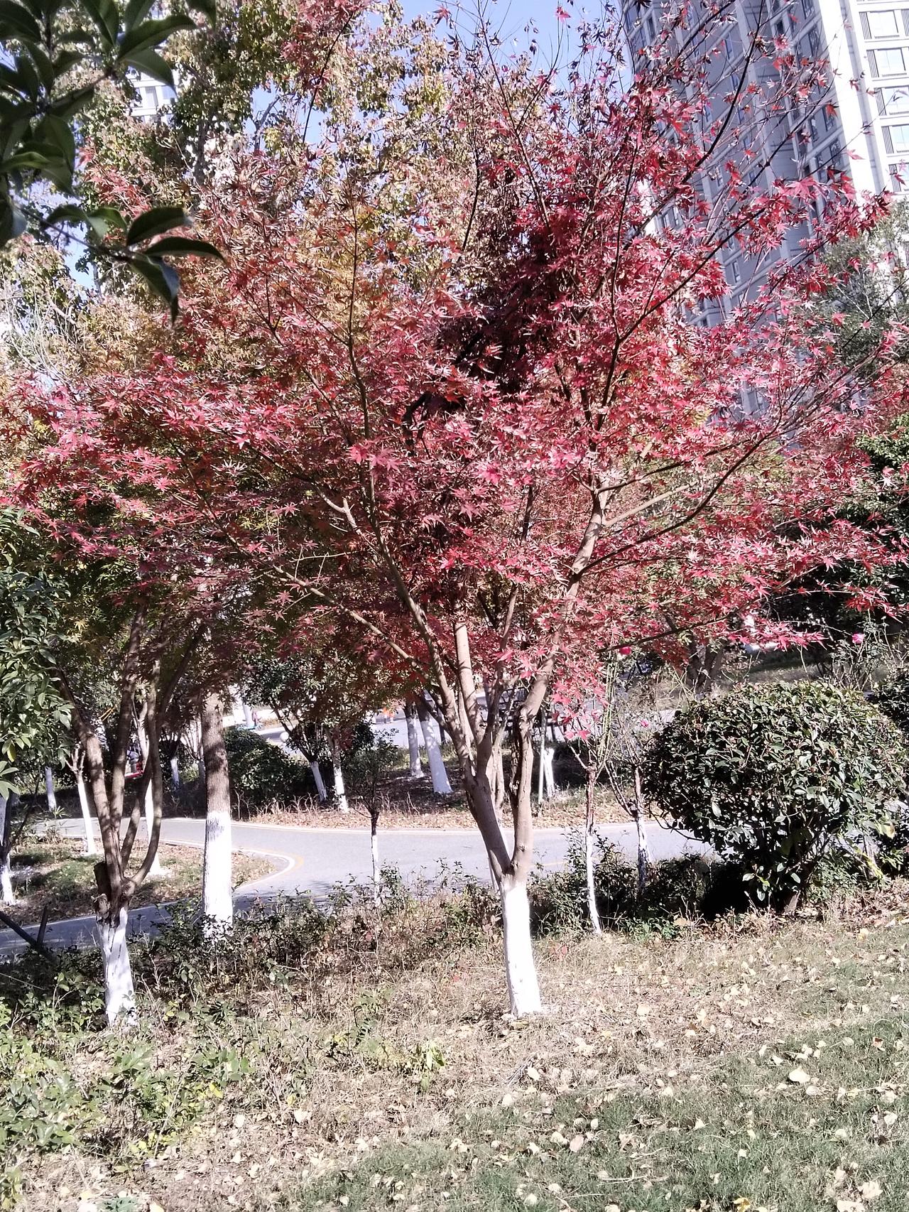 银杏叶铺成金毯，风一吹，全是秋天的脚印～