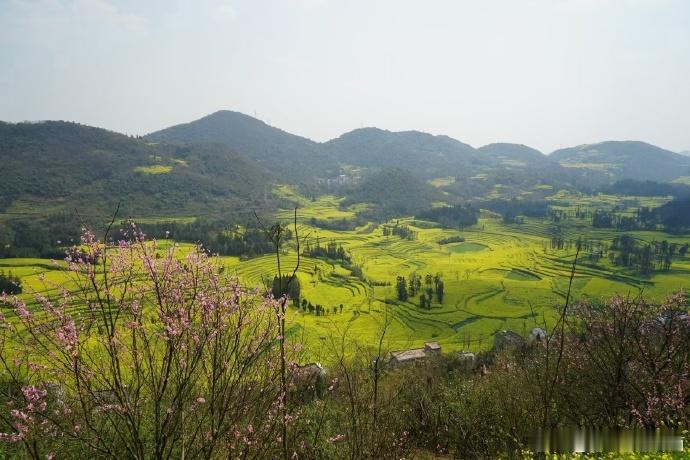 云南旅行“巧夺天工的螺丝田”--云南曲靖罗平县油菜花（转自中科院冯老师 摄）罗平