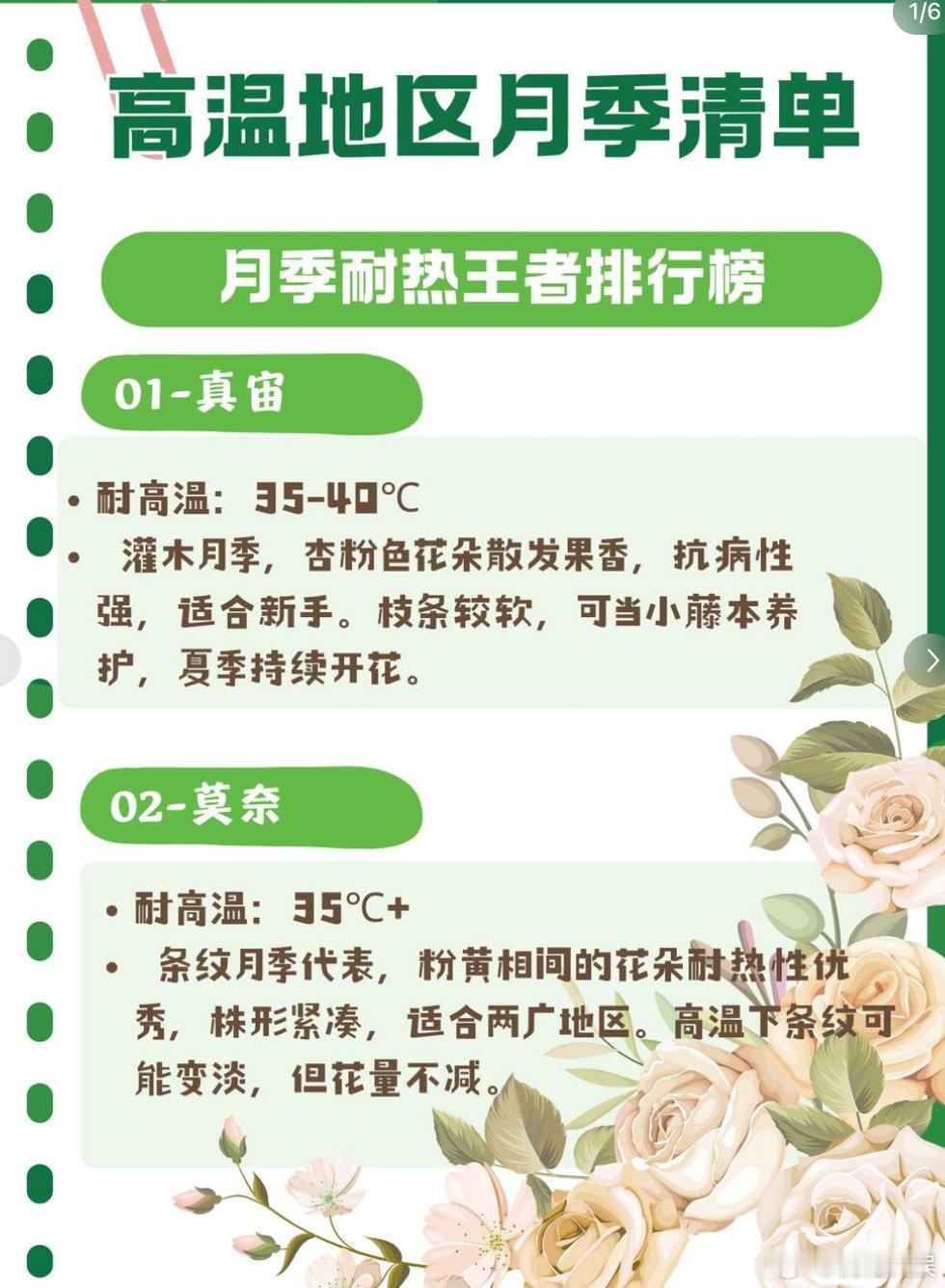 莫奈的画开在了月季上这种月季热了会脱妆养过莫奈月季的人都知道，它的夏花虽然颜色淡